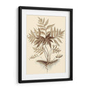 Sepia Muning Follage Iv - Abraham Munting | Cuadro decorativo de Canvas Lab