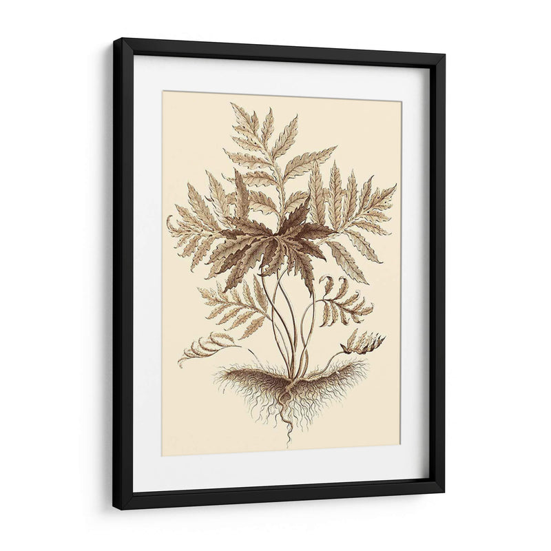 Sepia Muning Follage Iv - Abraham Munting | Cuadro decorativo de Canvas Lab