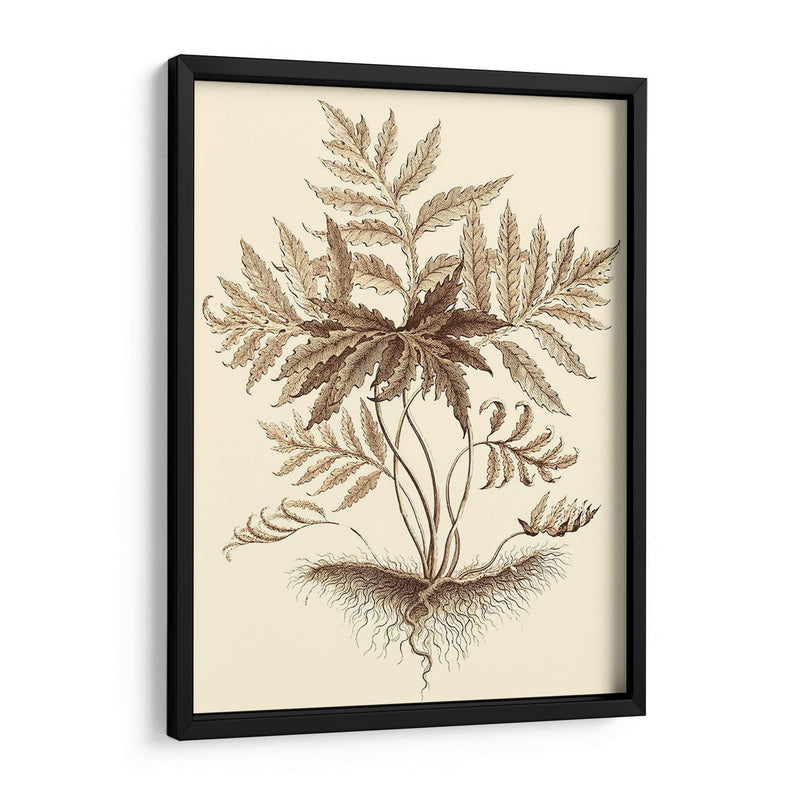 Sepia Muning Follage Iv - Abraham Munting | Cuadro decorativo de Canvas Lab