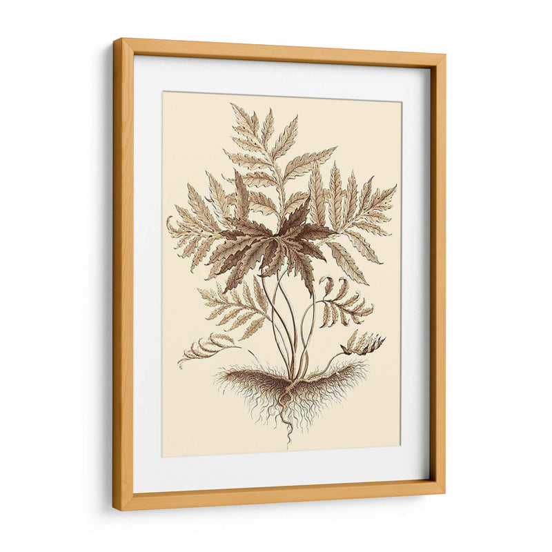 Sepia Muning Follage Iv - Abraham Munting | Cuadro decorativo de Canvas Lab