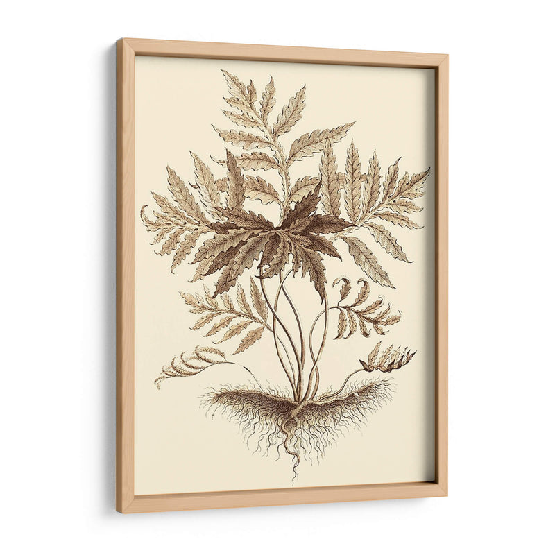 Sepia Muning Follage Iv - Abraham Munting | Cuadro decorativo de Canvas Lab