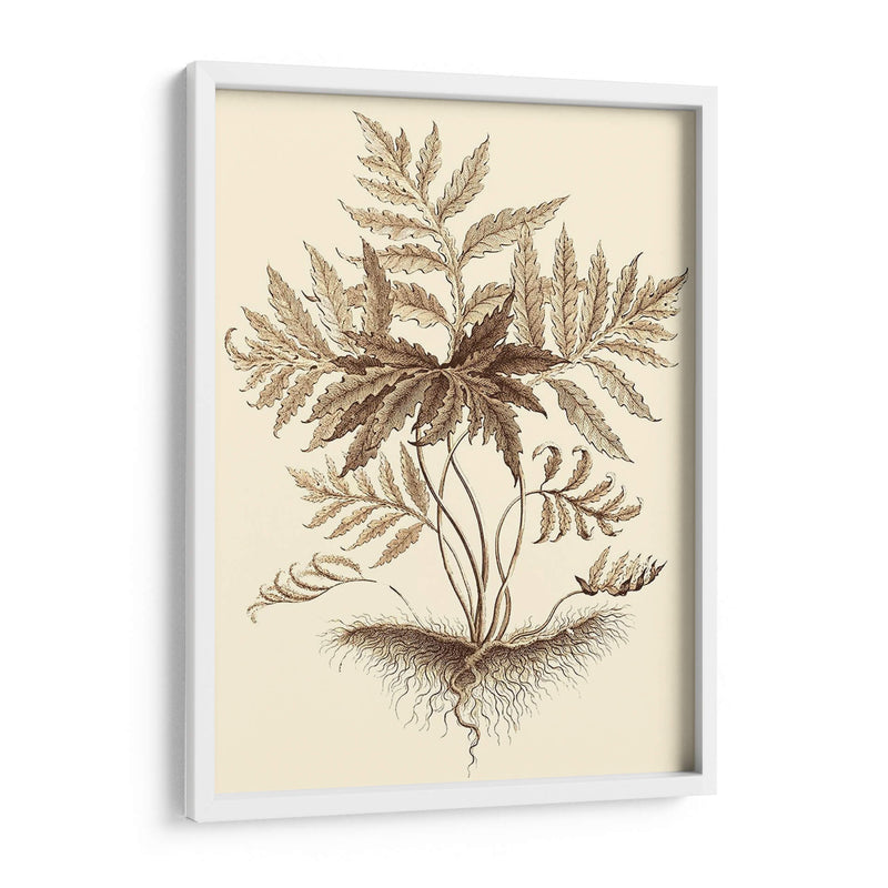 Sepia Muning Follage Iv - Abraham Munting | Cuadro decorativo de Canvas Lab