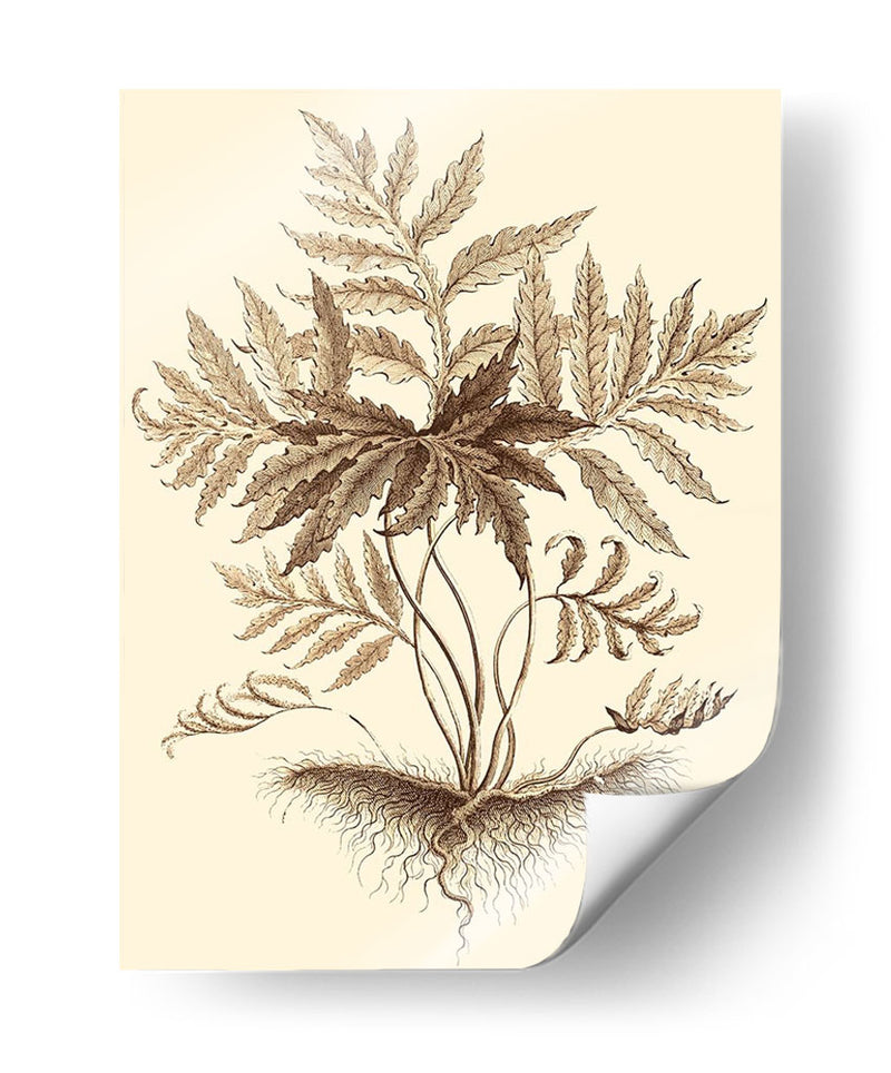 Sepia Muning Follage Iv - Abraham Munting | Cuadro decorativo de Canvas Lab