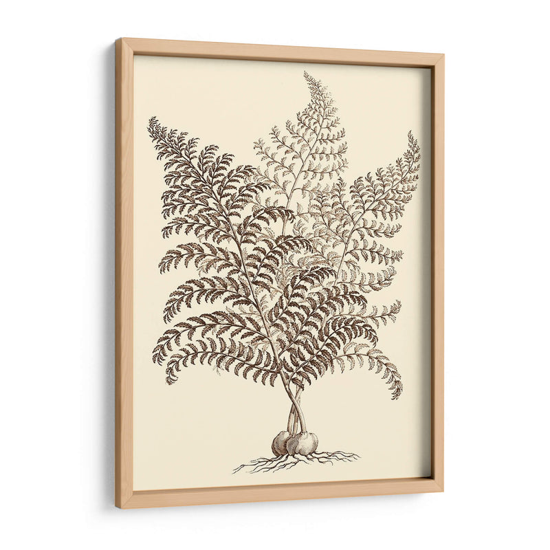 Sepia Muning Folliage Vi - Abraham Munting | Cuadro decorativo de Canvas Lab