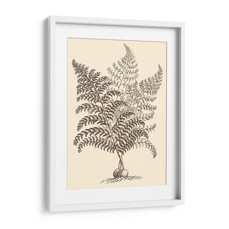 Sepia Muning Folliage Vi - Abraham Munting | Cuadro decorativo de Canvas Lab