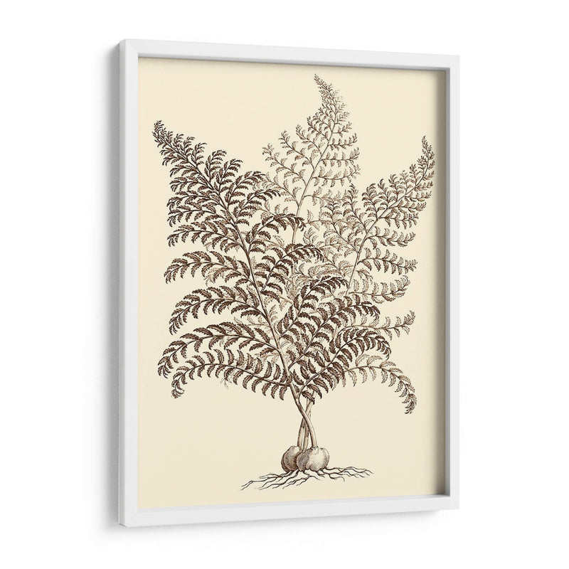 Sepia Muning Folliage Vi - Abraham Munting | Cuadro decorativo de Canvas Lab