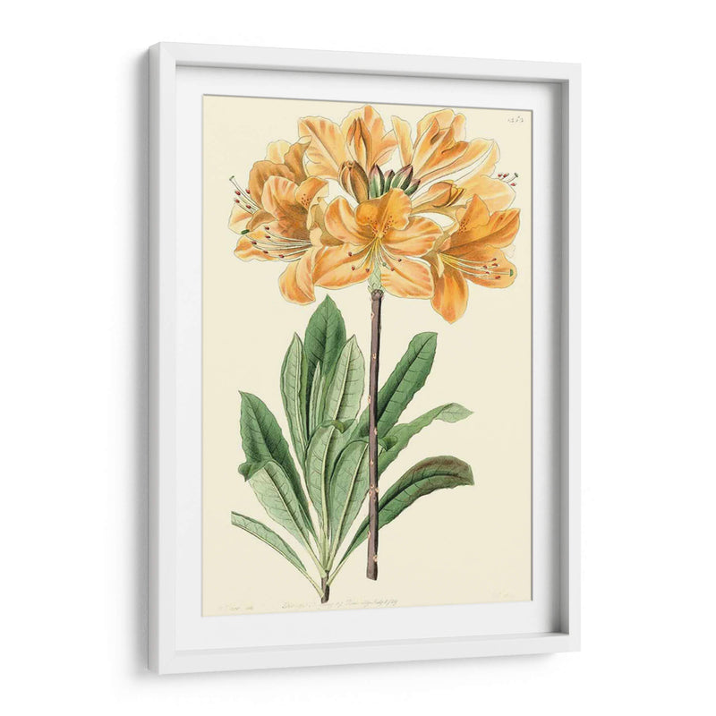 Golden Beauty Ii - Sydenham Edwards | Cuadro decorativo de Canvas Lab