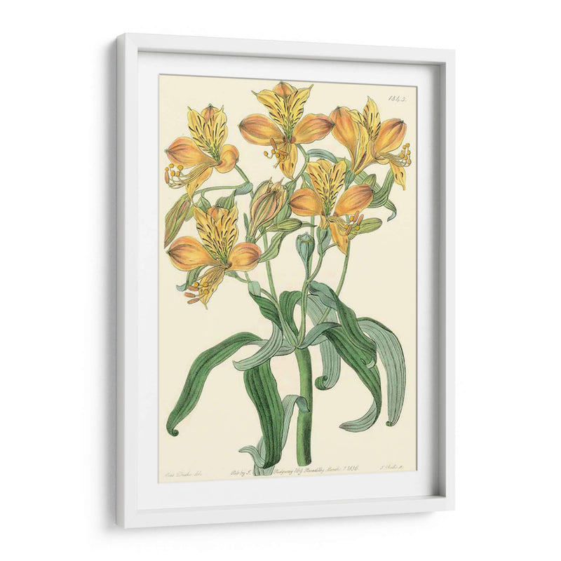 Belleza Golden Iii - Sydenham Edwards | Cuadro decorativo de Canvas Lab