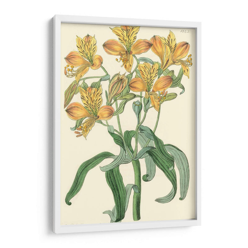 Belleza Golden Iii - Sydenham Edwards | Cuadro decorativo de Canvas Lab