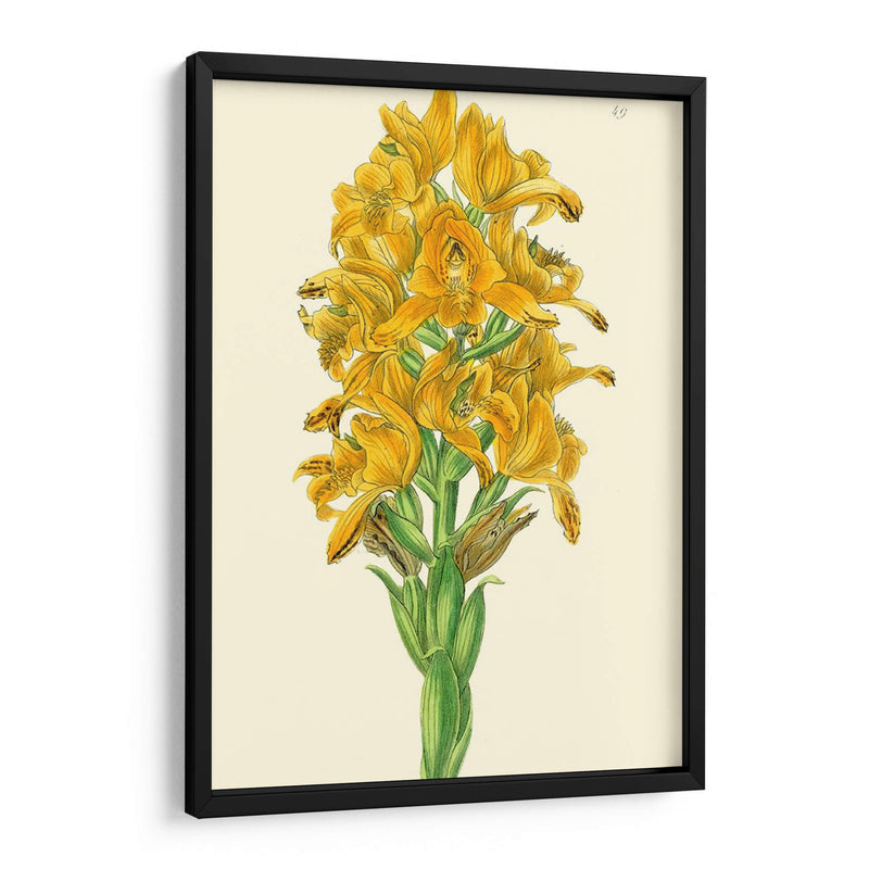 Belleza Golden Iv - Sydenham Edwards | Cuadro decorativo de Canvas Lab