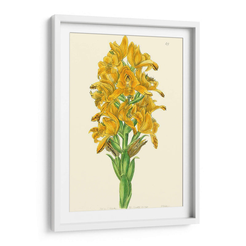 Belleza Golden Iv - Sydenham Edwards | Cuadro decorativo de Canvas Lab