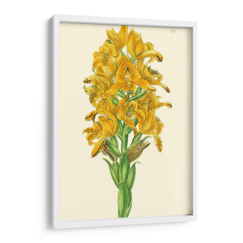 Belleza Golden Iv - Sydenham Edwards | Cuadro decorativo de Canvas Lab