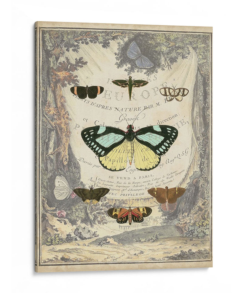 Bookplate De Mariposa Vintage - Vision Studio | Cuadro decorativo de Canvas Lab