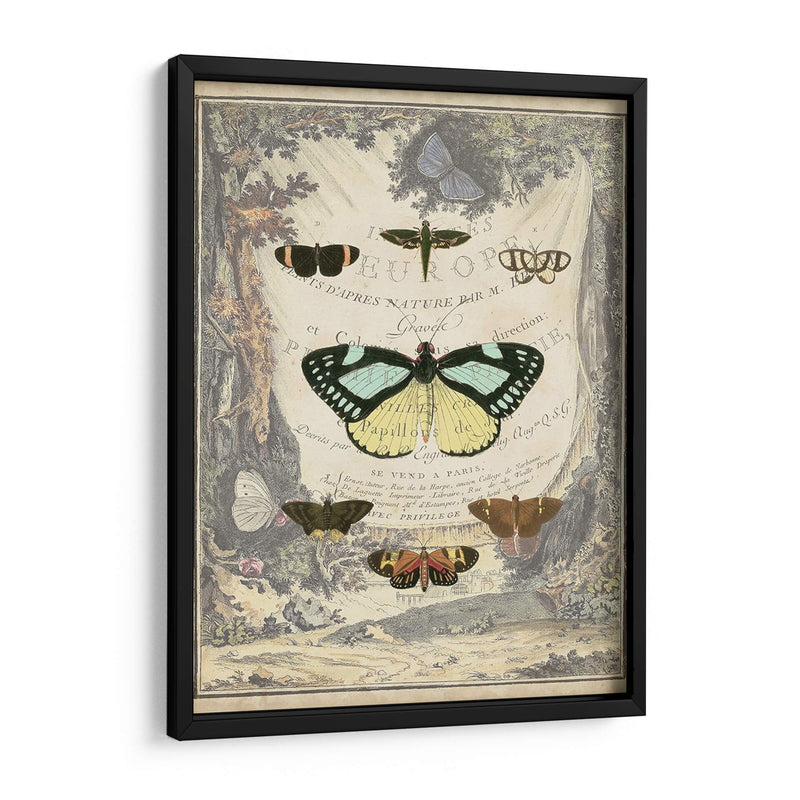 Bookplate De Mariposa Vintage - Vision Studio | Cuadro decorativo de Canvas Lab