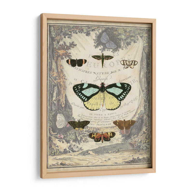 Bookplate De Mariposa Vintage - Vision Studio | Cuadro decorativo de Canvas Lab