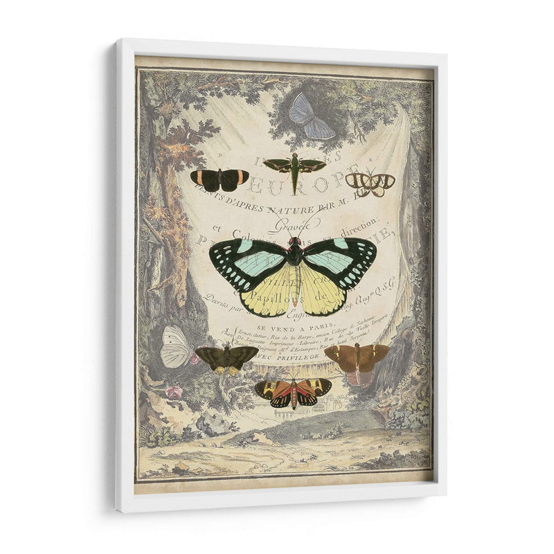 Bookplate De Mariposa Vintage - Vision Studio | Cuadro decorativo de Canvas Lab