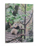 Un panda relajado | Cuadro decorativo de Canvas Lab