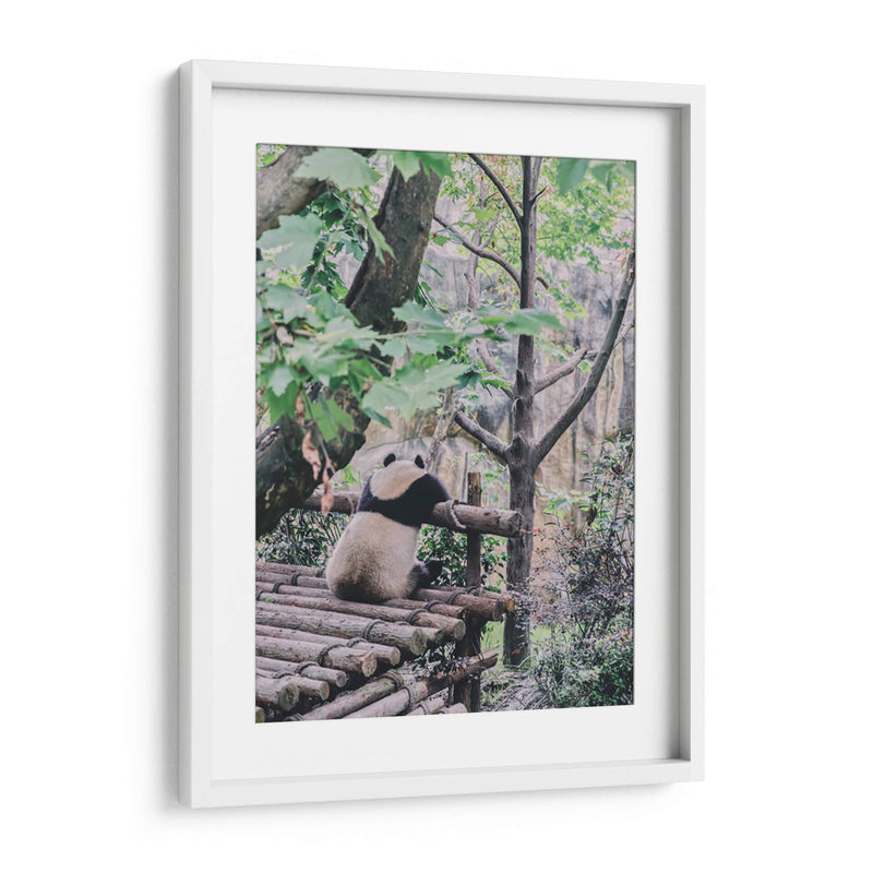 Un panda relajado | Cuadro decorativo de Canvas Lab