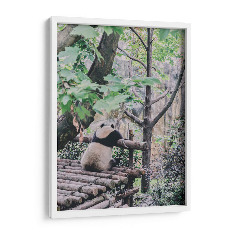 Un panda relajado | Cuadro decorativo de Canvas Lab