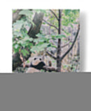 Un panda relajado | Cuadro decorativo de Canvas Lab