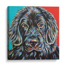 Buddy Canino I - Carolee Vitaletti | Cuadro decorativo de Canvas Lab