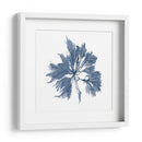 Alga Marina - Vision Studio | Cuadro decorativo de Canvas Lab