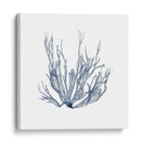 Alga Marina IV - Vision Studio | Cuadro decorativo de Canvas Lab