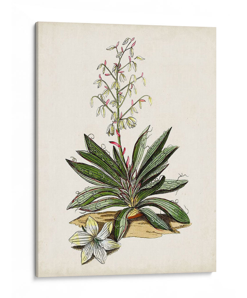 Estudio Botánico Antiguo I | Cuadro decorativo de Canvas Lab