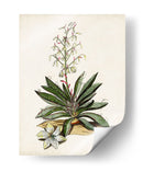 Estudio Botánico Antiguo I | Cuadro decorativo de Canvas Lab