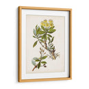 Estudio Botánico Antiguo Iv | Cuadro decorativo de Canvas Lab