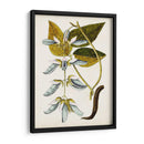 Estudio Botánico Antiguo V | Cuadro decorativo de Canvas Lab