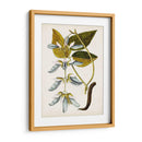 Estudio Botánico Antiguo V | Cuadro decorativo de Canvas Lab