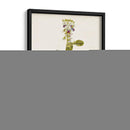 Estudio Botánico Antiguo Vii | Cuadro decorativo de Canvas Lab