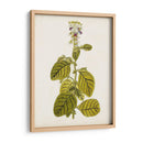 Estudio Botánico Antiguo Vii | Cuadro decorativo de Canvas Lab