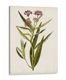 Estudio Botánico Antiguo Viii | Cuadro decorativo de Canvas Lab