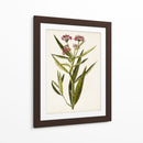Estudio Botánico Antiguo Viii | Cuadro decorativo de Canvas Lab