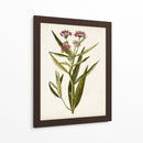Estudio Botánico Antiguo Viii | Cuadro decorativo de Canvas Lab