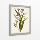 Estudio Botánico Antiguo Viii | Cuadro decorativo de Canvas Lab