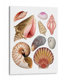 Souvenirs De Mar Ii - Grace Popp | Cuadro decorativo de Canvas Lab