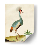 Heron Retrato I | Cuadro decorativo de Canvas Lab