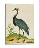 Heron Retrato Ii | Cuadro decorativo de Canvas Lab