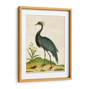 Heron Retrato Ii | Cuadro decorativo de Canvas Lab