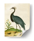 Heron Retrato Ii | Cuadro decorativo de Canvas Lab
