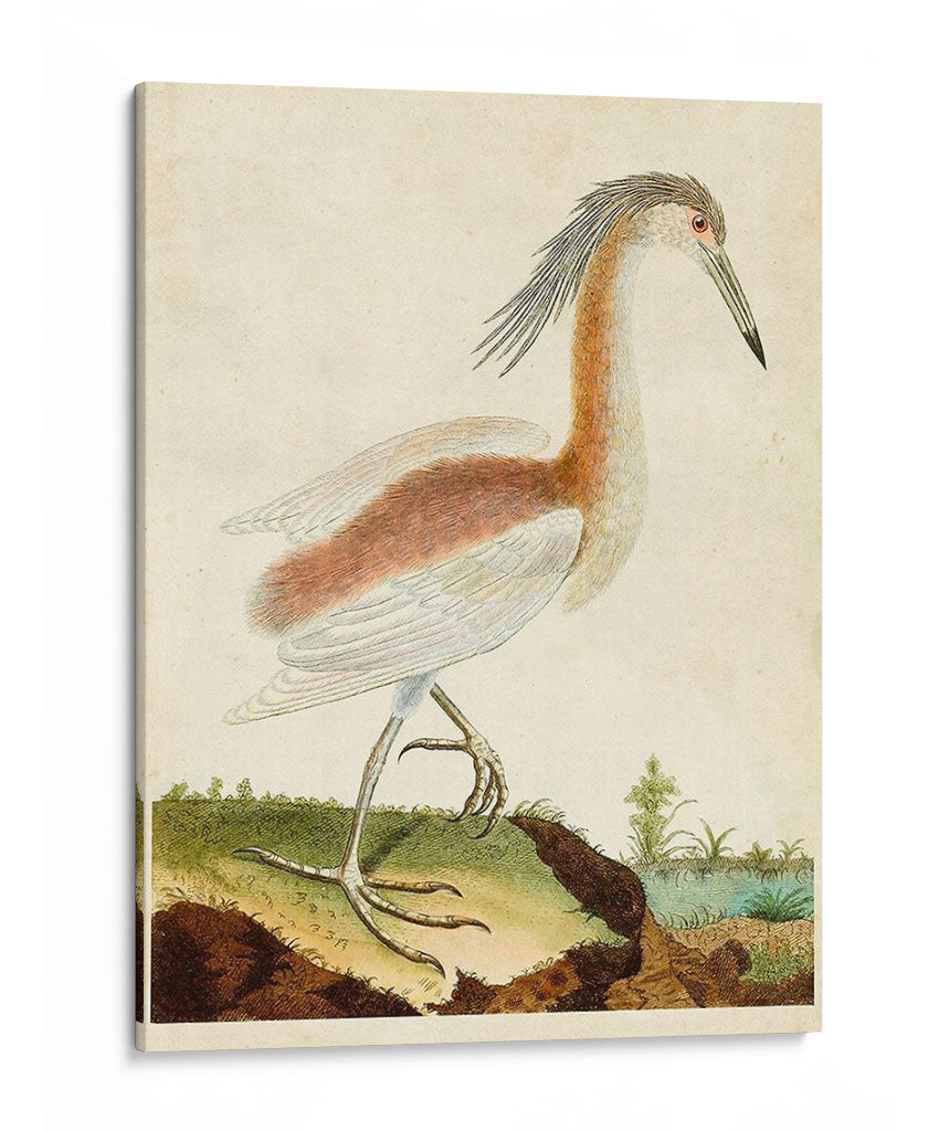 Heron Retrato Iii | Cuadro decorativo de Canvas Lab