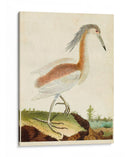 Heron Retrato Iii | Cuadro decorativo de Canvas Lab