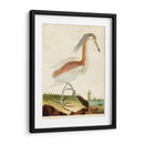 Heron Retrato Iii | Cuadro decorativo de Canvas Lab