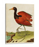 Heron Retrato Iv | Cuadro decorativo de Canvas Lab