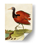 Heron Retrato Iv | Cuadro decorativo de Canvas Lab