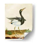 Heron Retrato V | Cuadro decorativo de Canvas Lab