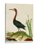 Heron Retrato Vi | Cuadro decorativo de Canvas Lab